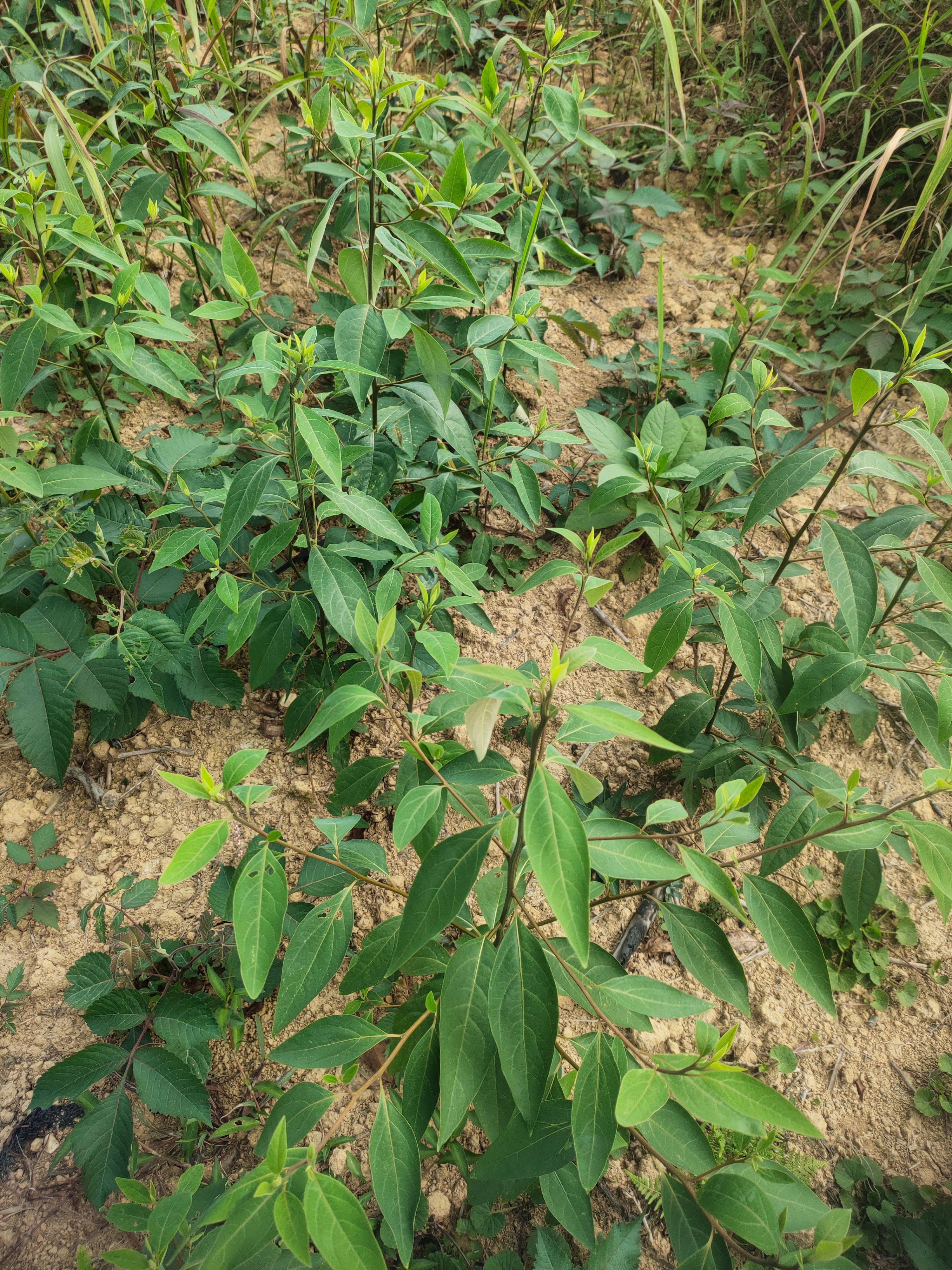 木姜子树苗大量供应裸根实生苗种植